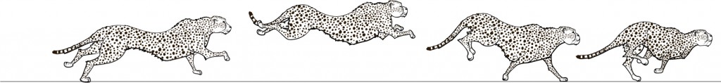 Frames drawn out for a test animation of a cheeta running. Black and white line.