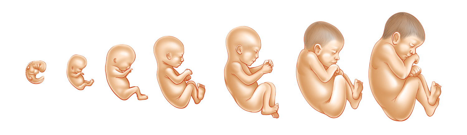 Fetal Development and Birth. June 2015.