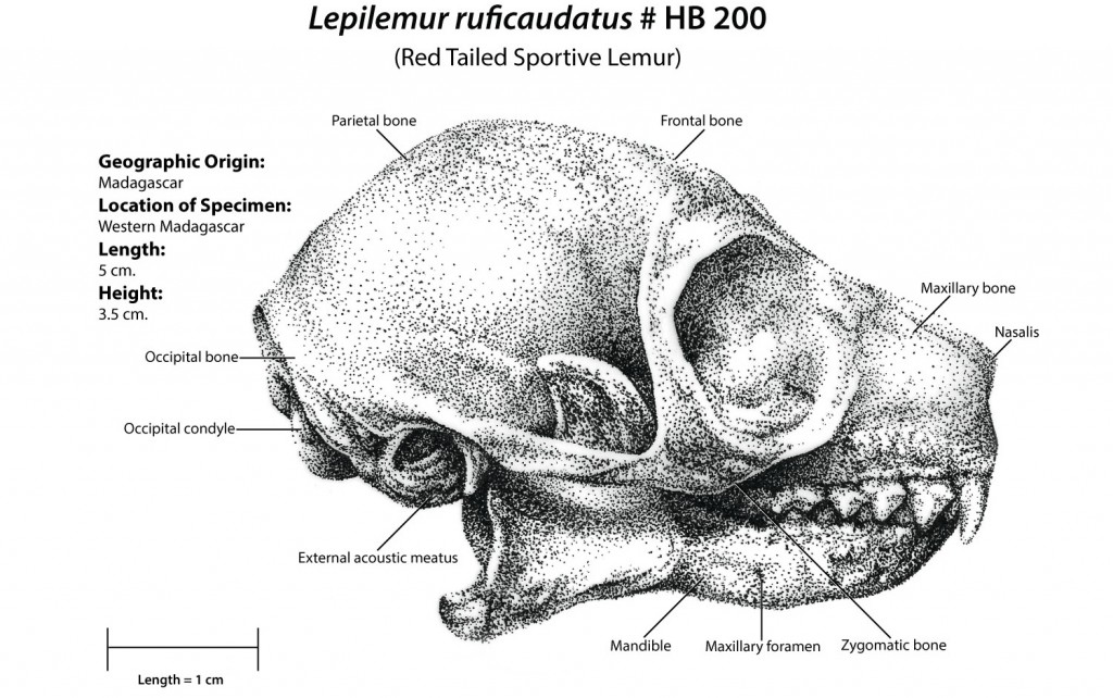 Black and white stipple illustration of a Red Tailed Lemur Skull. Includes labels for major anatomical landmarks, and a scale bar.