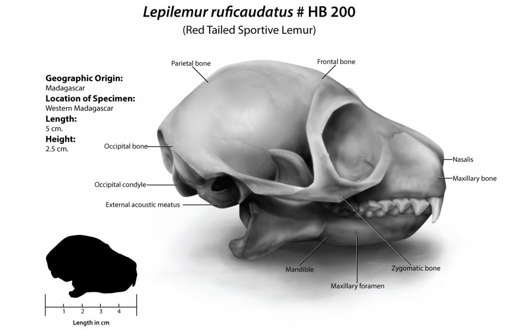 Black and white shaded illustration of a Red Tailed Lemur Skull. Includes labels for major anatomical landmarks, and a silhouette to scale, of the size of the skull.