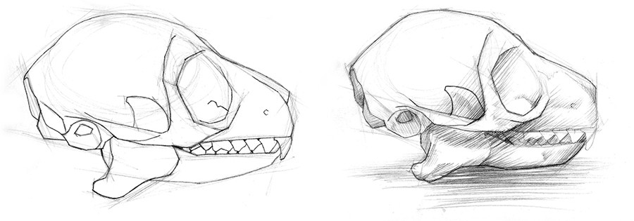 Two graphite sketches for final illustration of the Red Tailed Lemur skull.