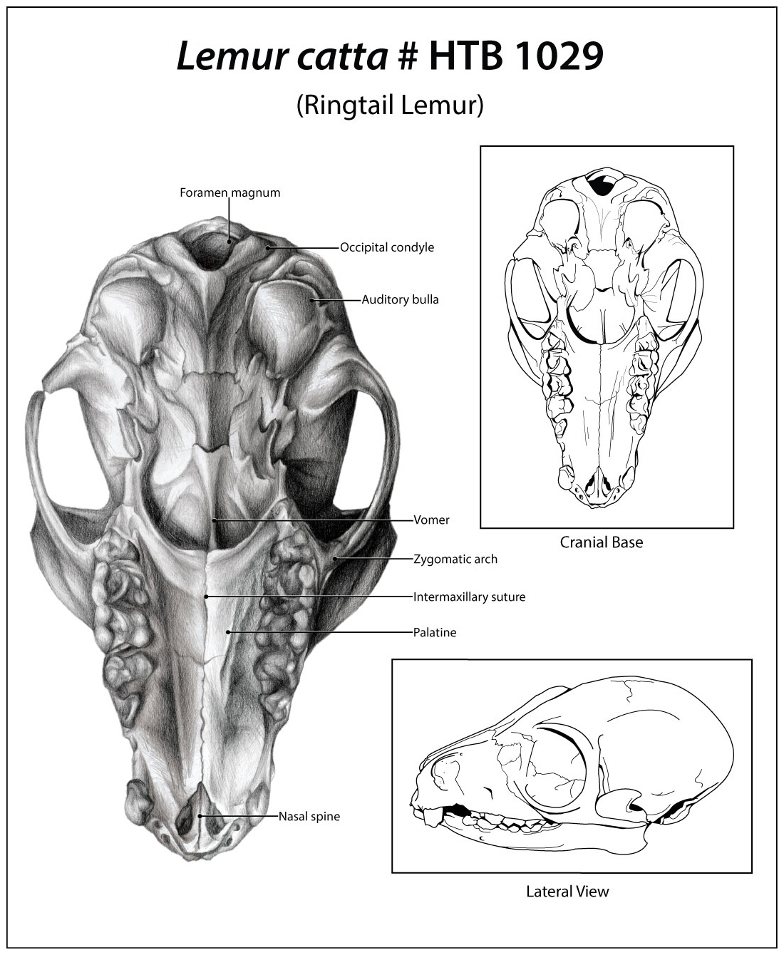 Ringtail Lemur Skull. December 2007.
