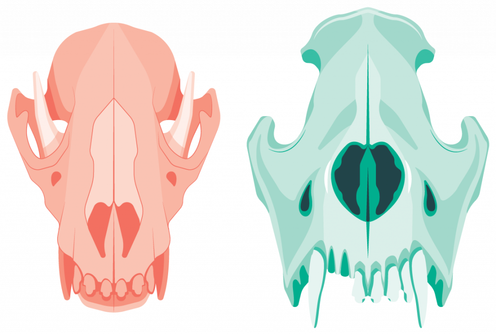 Two dog skull illustrations, Monotone, left one red, right one green. Flat color.