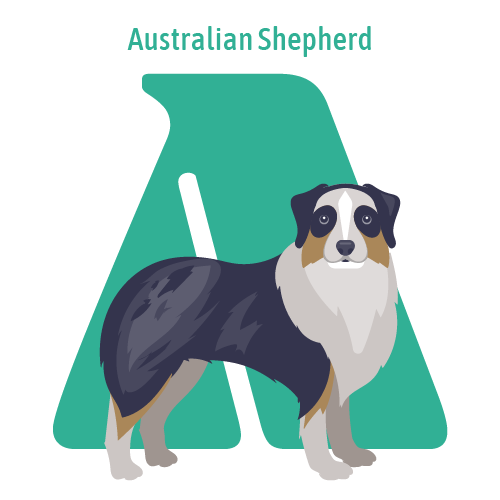 Alphabet of Dogs, A, illustration of an Australian Shepherd
