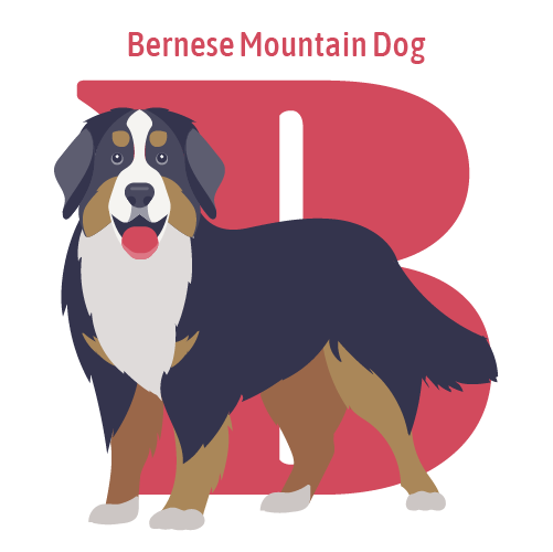 Alphabet of Dogs. September 2019