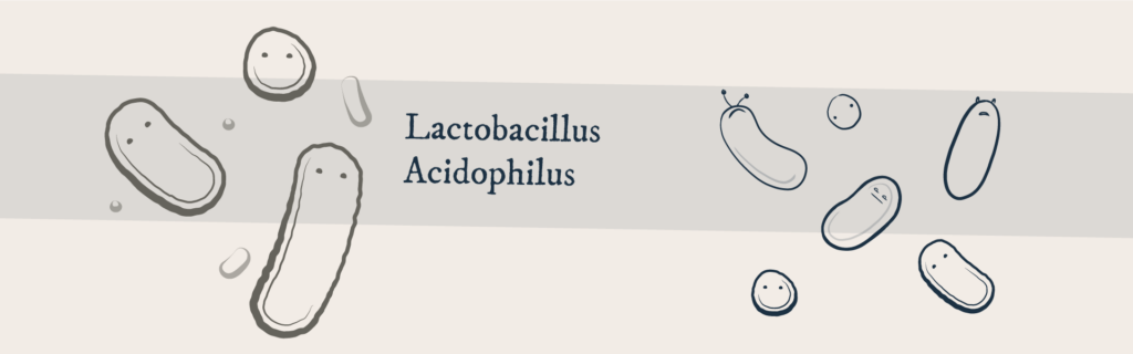 Lactobacillus Acidophilus final art and sketches, line art