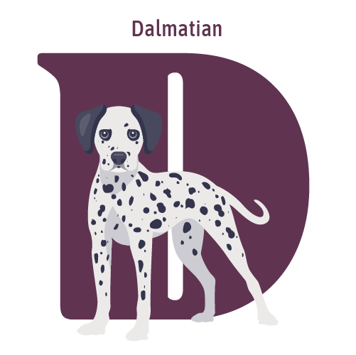 Alphabet of Dogs, D, illustration of a Dalmation