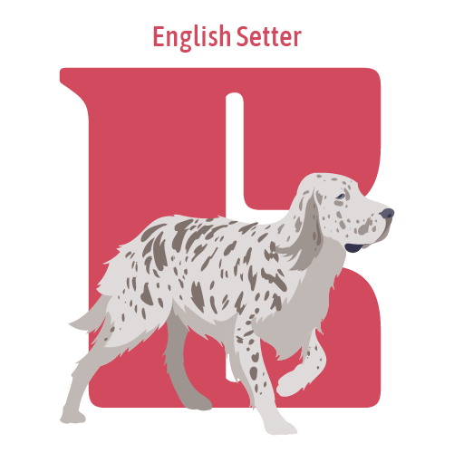 Alphabet of Dogs, e, illustration of an English Setter