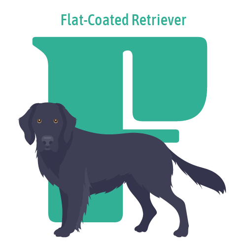 Alphabet of Dogs, F, illustration of a Flat-coated Retriever