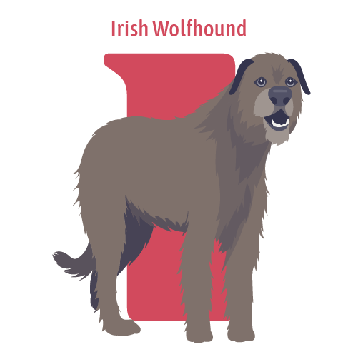 Alphabet of Dogs, I, illustration of an Irish Wolfhound
