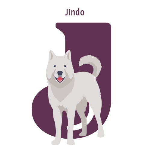 Alphabet of Dogs, J, illustration of a Jindo