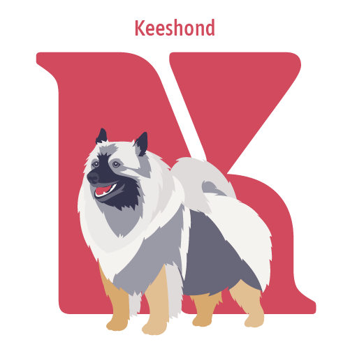 Alphabet of Dogs, K, illustration of a Keeshond