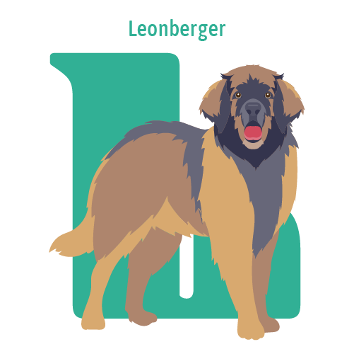 Alphabet of Dogs, L, illustration of a Leonberger