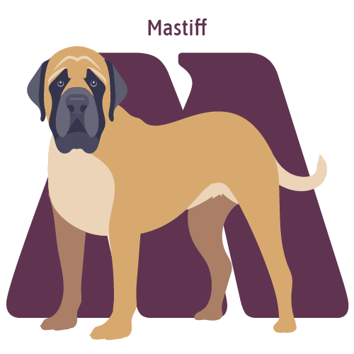 Alphabet of Dogs, M, illustration of a Mastiff