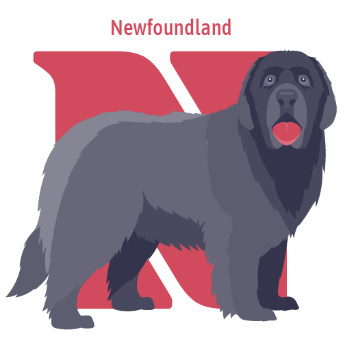 Alphabet of Dogs, N, illustration of a Newfoundland