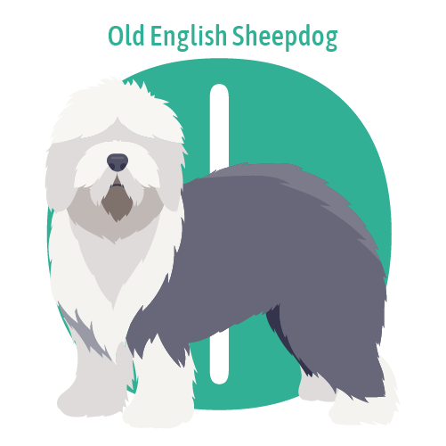 Alphabet of Dogs, O, illustration of an Old English Sheepdog