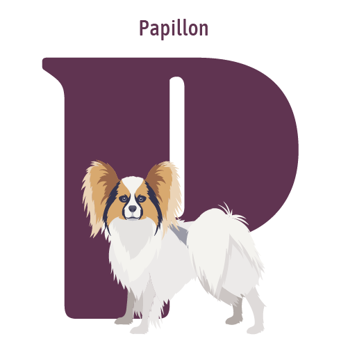 Alphabet of Dogs, P, illustration of a Papillon