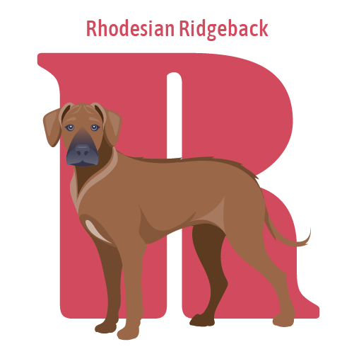 Alphabet of Dogs, R, illustration of a Rhodesian Ridgeback