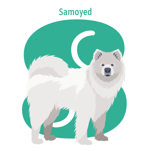 Alphabet of Dogs, S, illustration of a Samoyed