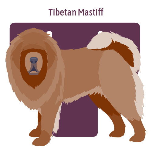 Alphabet of Dogs, T, illustration of a Tibetan Mastiff
