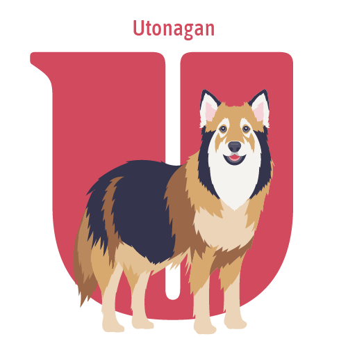 Alphabet of Dogs, U, illustration of an Utonagan