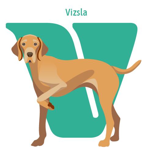 Alphabet of Dogs, V, illustration of a Vizsla