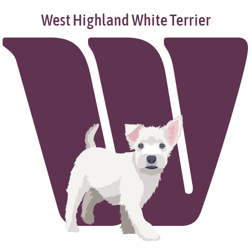 Alphabet of Dogs, W, illustration of a West Highland White Terrier
