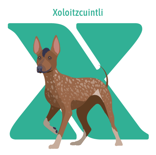 Alphabet of Dogs, X, illustration of a Xoloitzcuintli
