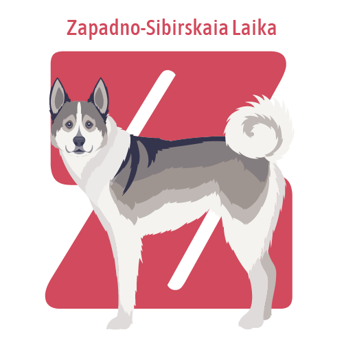 Alphabet of Dogs, Z, illustration of a Zapadno-Sibirskaia Laika