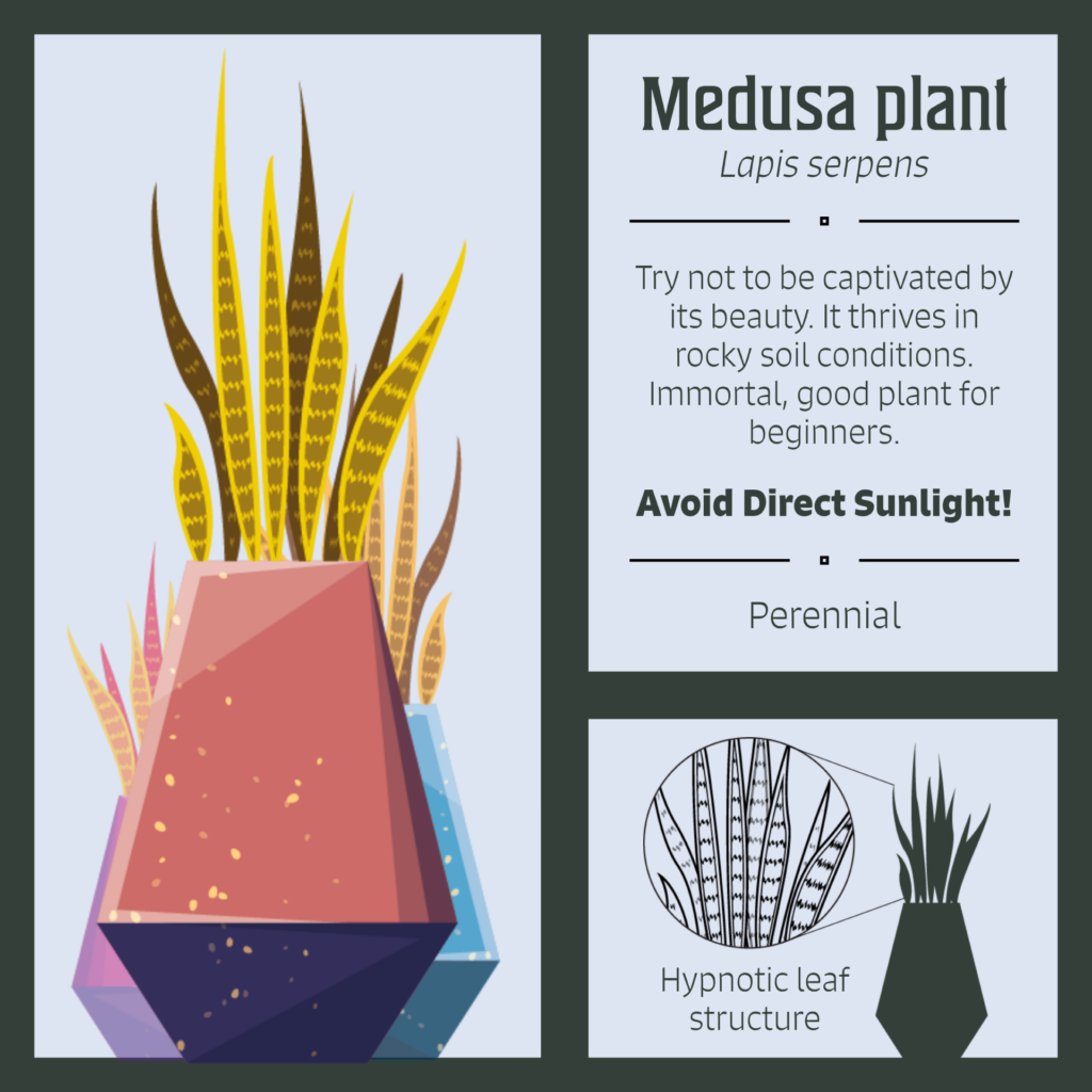 Haunted Botanical Garden, spider plant botanical plate, named "medusa plant" lapis serpens. Try not to be captivated by it's beauty. It thrives in rocky soil conditions. Immortal, good plant for beginners. Avoid direct sunlight! Perennial. Diagram of hypnotic leaf structure.