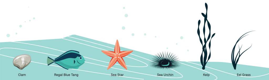 Ocean Acidification, animal illustrations, clam, regal blue tang, sea star, sea urchin, kelp, eel grass
