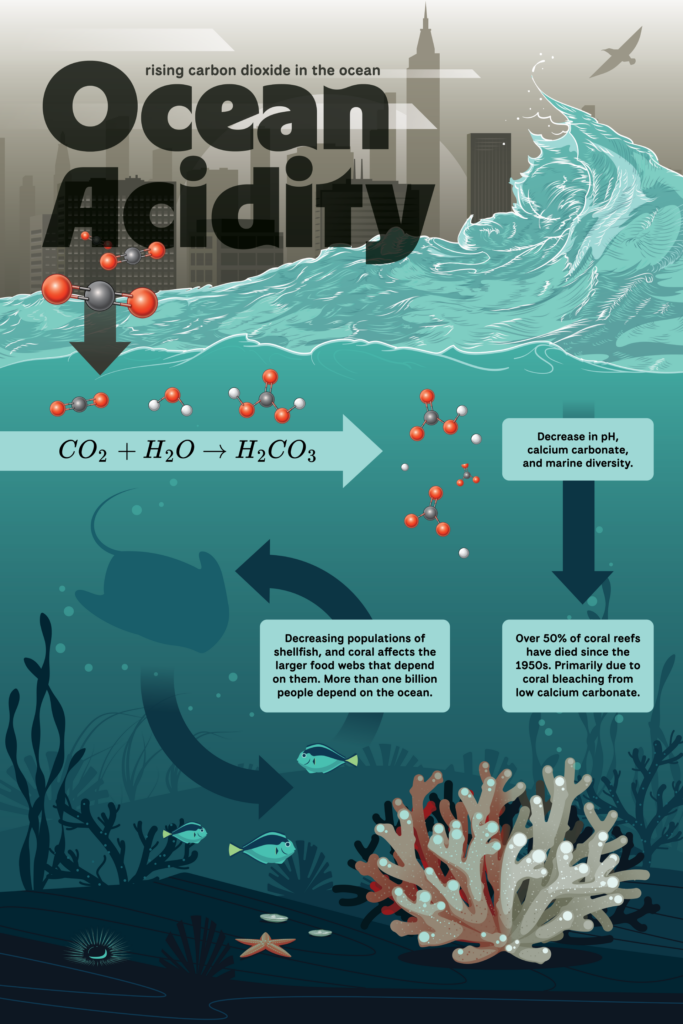 Ocean Acidification, final poster, polluted city background with large wave dividing the sea and sky. ocean bird flies above. Carbon dioxide atoms enter the water from pollution run off, become carbonic acid which decrease the ocean pH, calcium carbonate, and marine diversity. Decreasing populations of shellfish, and coral affects the lager food webs that depend on them. More than one billion people depend on the ocean. Over 50% of coral reefs have died since the 1950s. Primarily due to coral bleaching from low calcium carbonate. Coral reef in silhouette along the bottom of the illustration with arrows depicting the food change between large marine mammals, small fish, and coral.